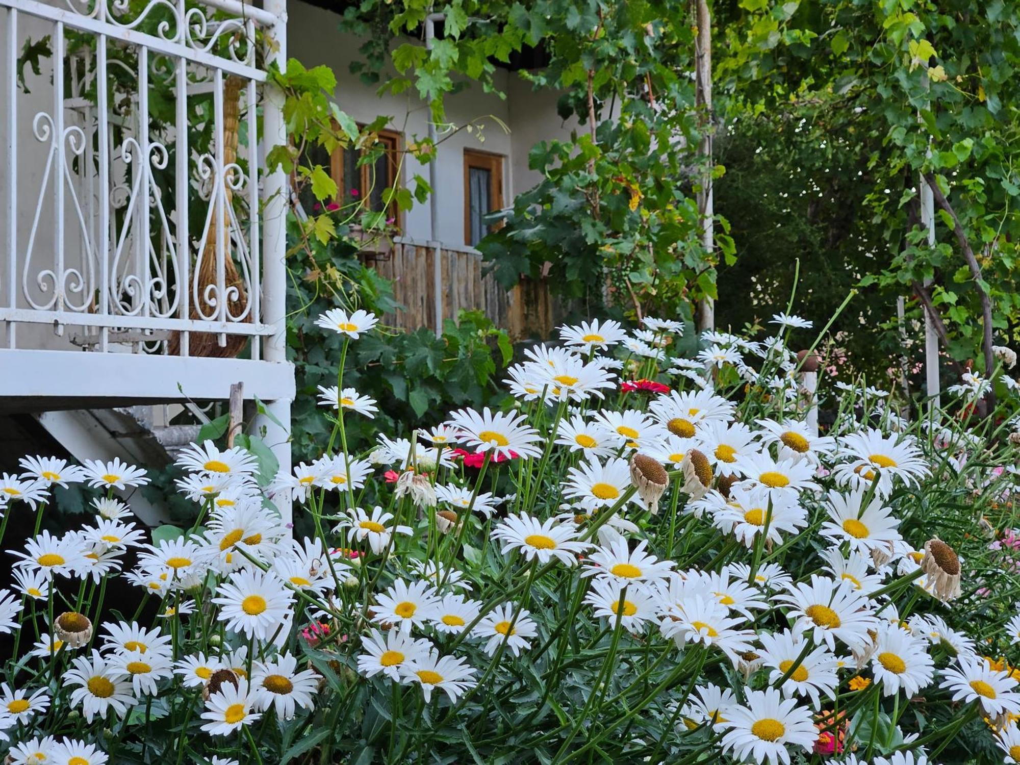 Guest House Aleksandre T'mogvi Dış mekan fotoğraf